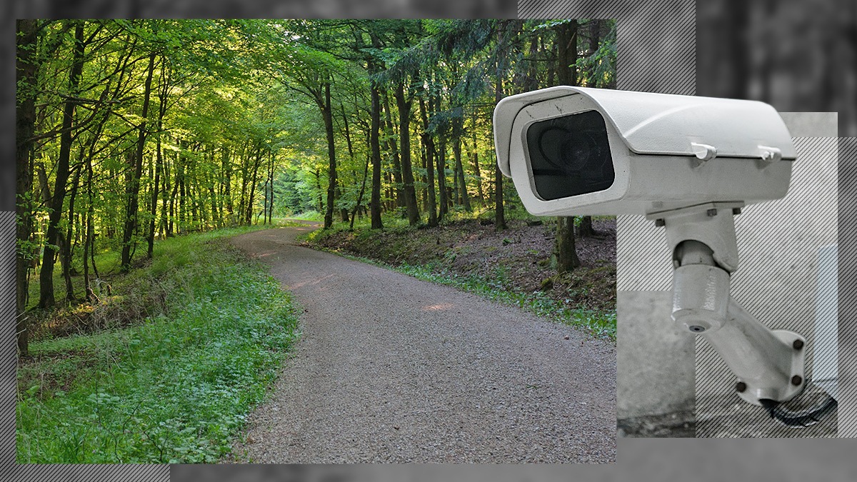 Proprietarii de păduri sunt obligați să asigure supravegherea video a drumurilor forestiere