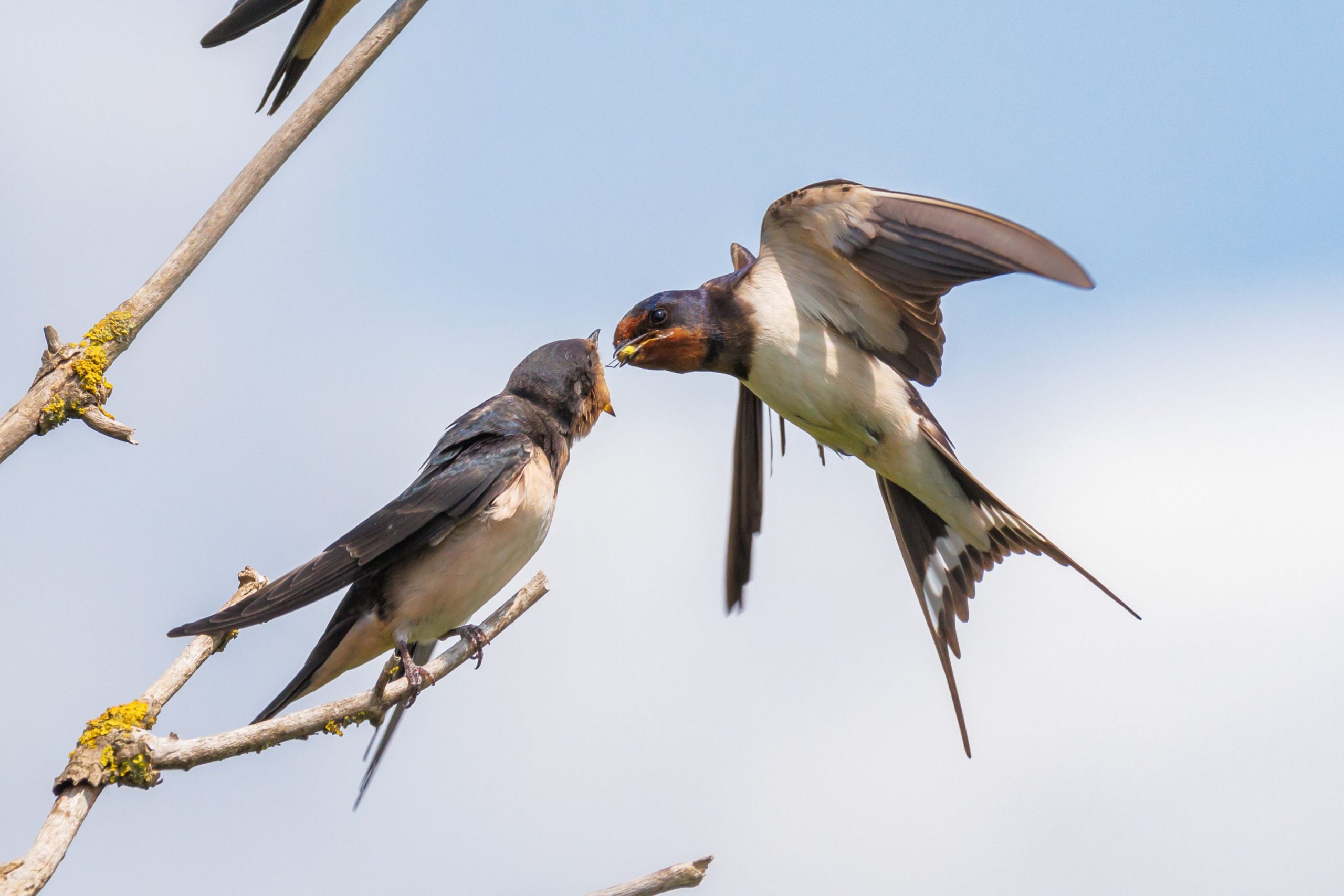 Păsările pot „divorța” din cauza promiscuității sau a perioadelor lungi de separare