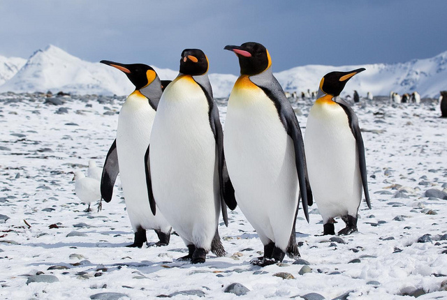 Încălzirea globală provoacă dezastru pentru pinguinii imperiali. Zeci de mii mor în Antarctica din cauza schimbărilor climatice Încălzirea globală provoacă dezastru pentru pinguinii imperiali. Zeci de mii mor în Antarctica din cauza schimbărilor climatice