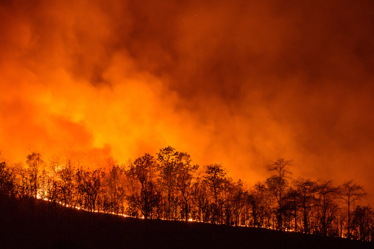 Schimbările climatice duc din ce în ce mai des la incendii de pădure