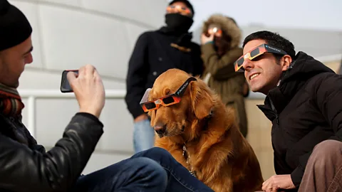 De ce devin animalele agitate în timpul unei eclipse solare? De ce devin animalele agitate în timpul unei eclipse solare?