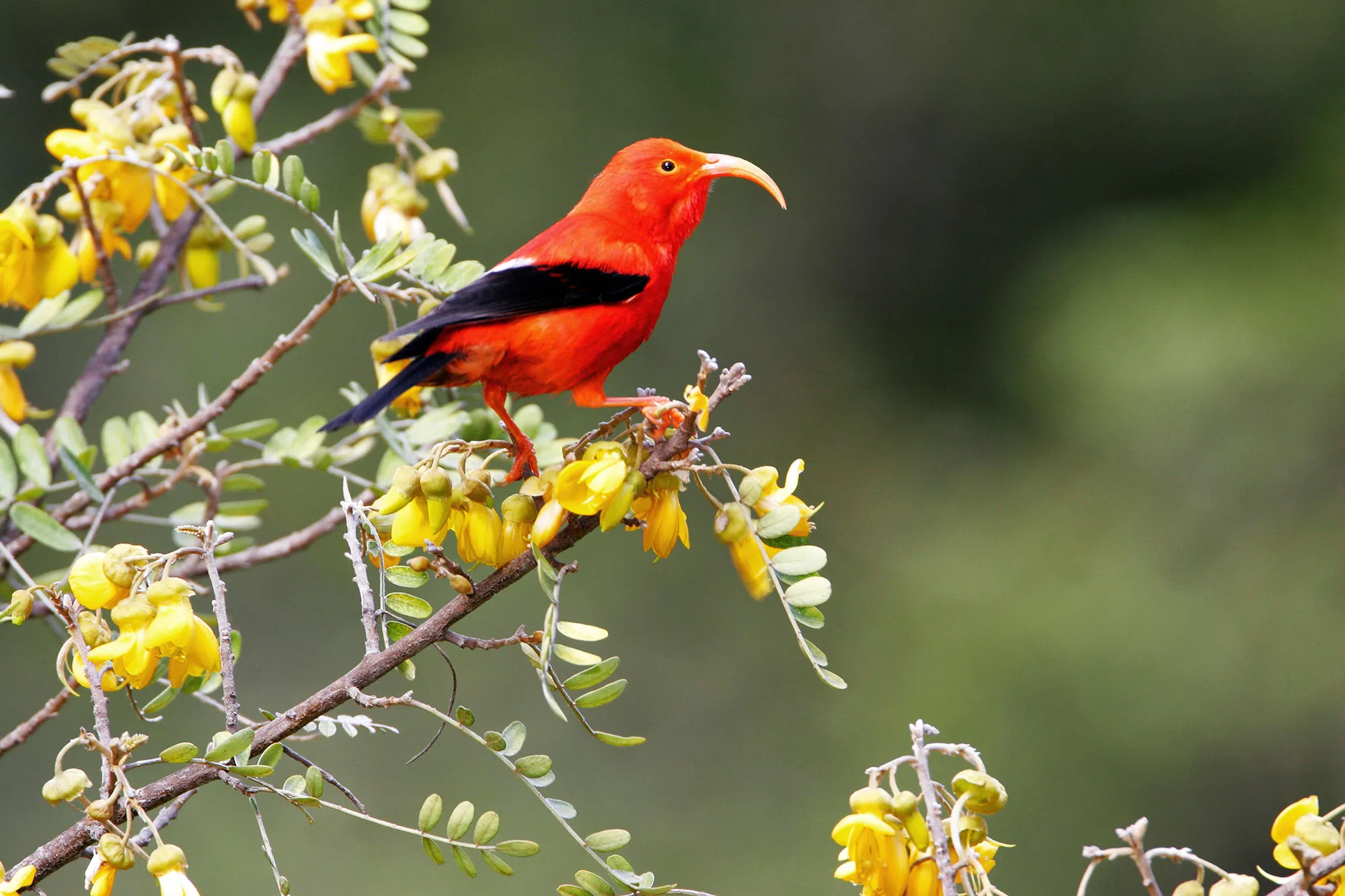 Milioane de țânțari sunt eliberați din elicoptere în Hawaii