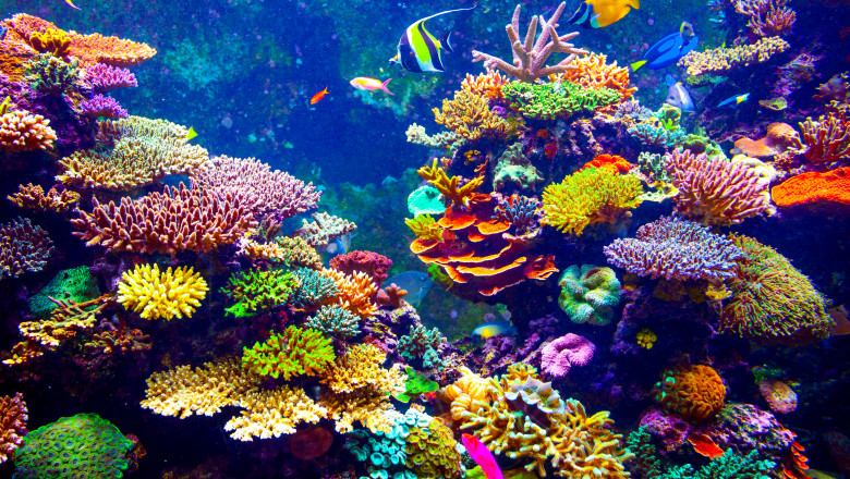Oamenii de știință vor să inventeze un super-coral