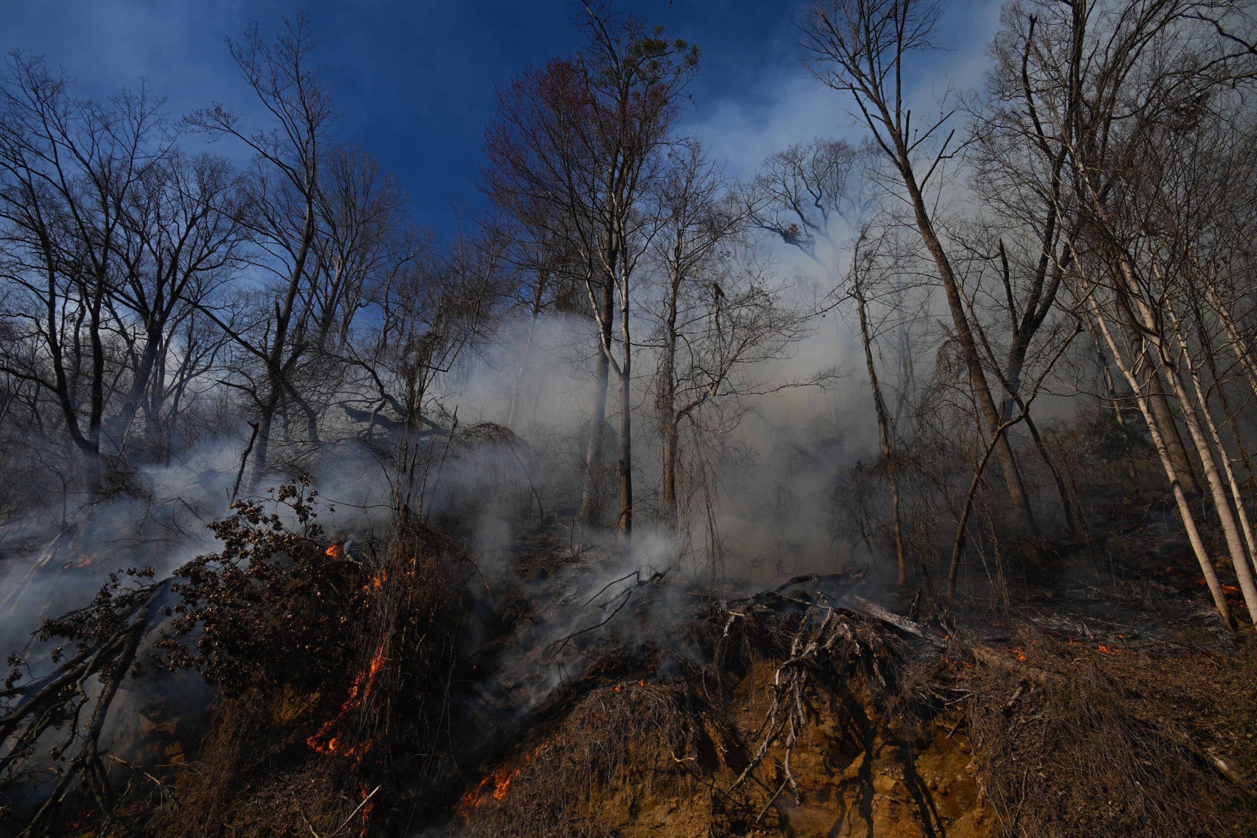 Incendii de proporții în SUA: stare de urgență în Carolina de Sud