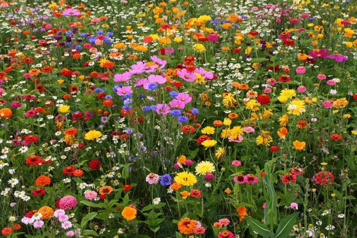 Florile sălbatice din orașe pot transmite metale toxice albinelor Florile sălbatice din orașe pot transmite metale toxice albinelor