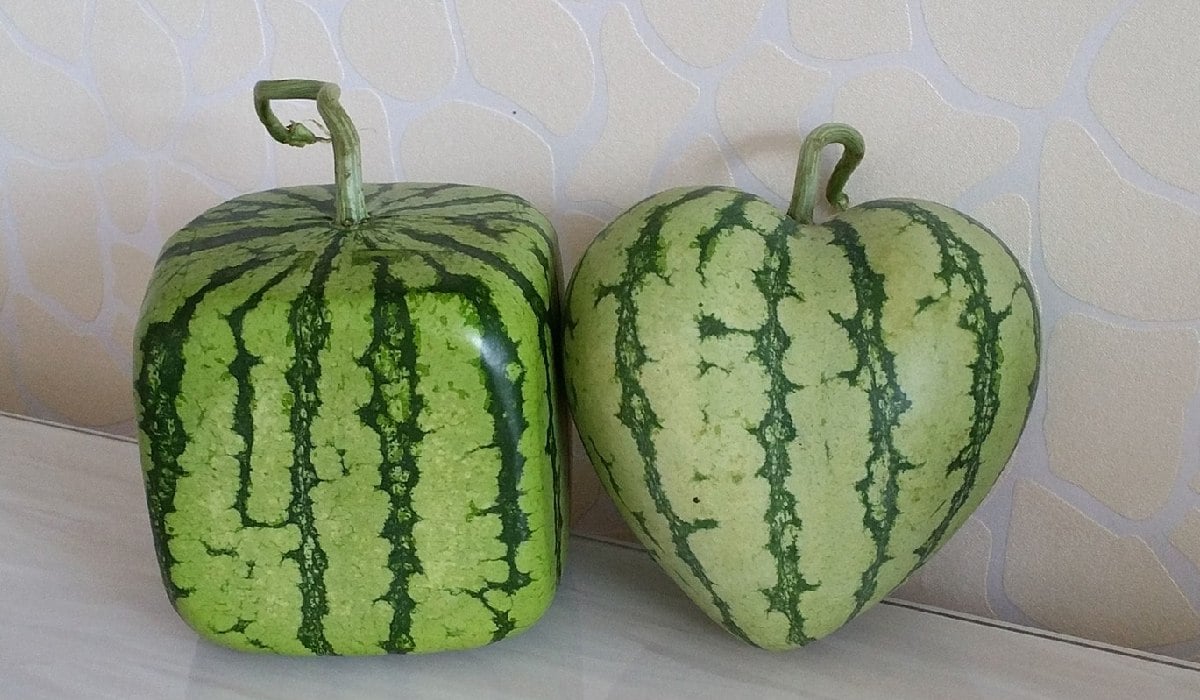 „Trebuie cultivați într-o tehnologie adecvată”