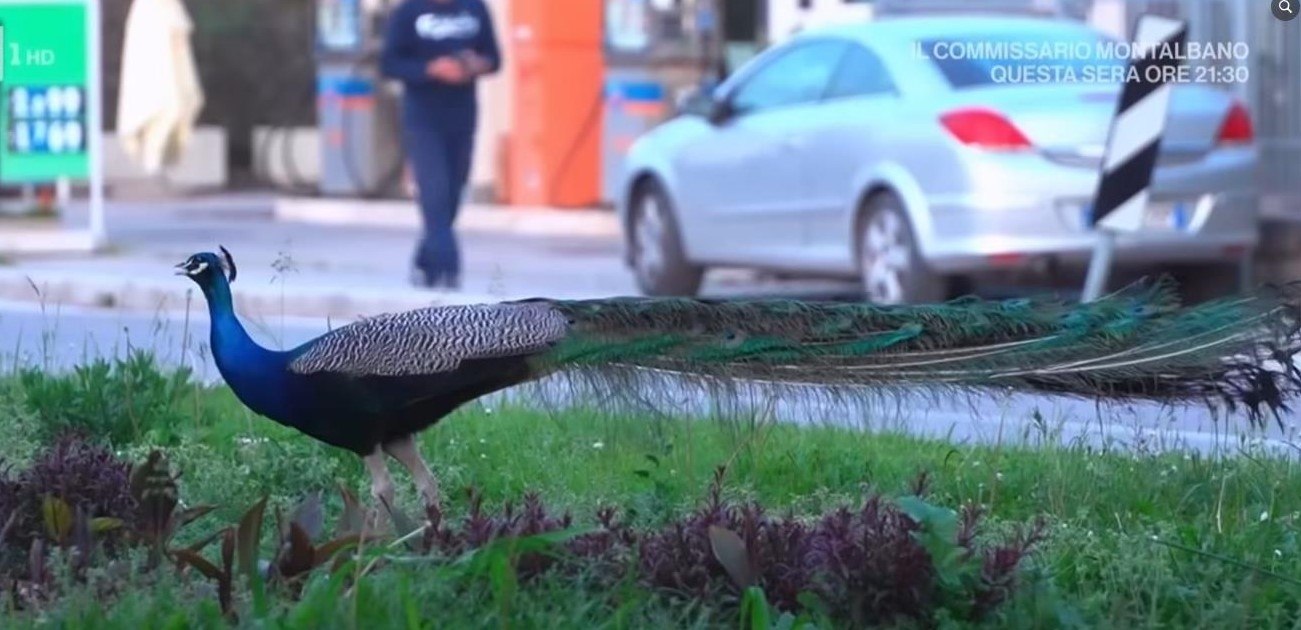 Păunii au invadat o stațiune din Italia și se plimbă nestingheriți pe străzi. Autoritățile apelează la „gardienii păsărilor” pentru a gestiona situaţia