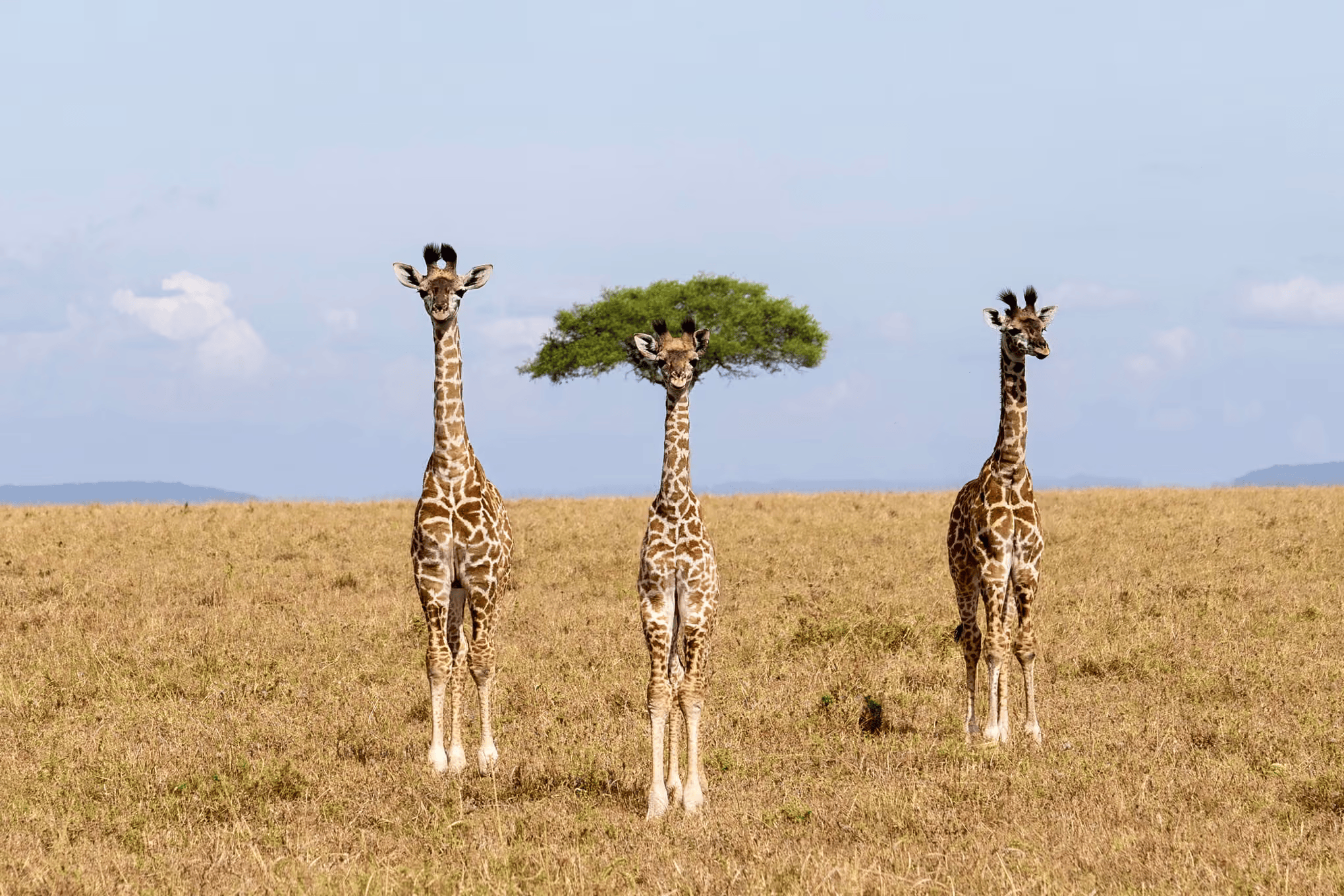 Finaliștii Nikon Comedy Wildlife Awards 2026 au fost anunțați